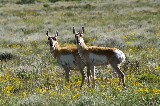 Pronghorns - 
